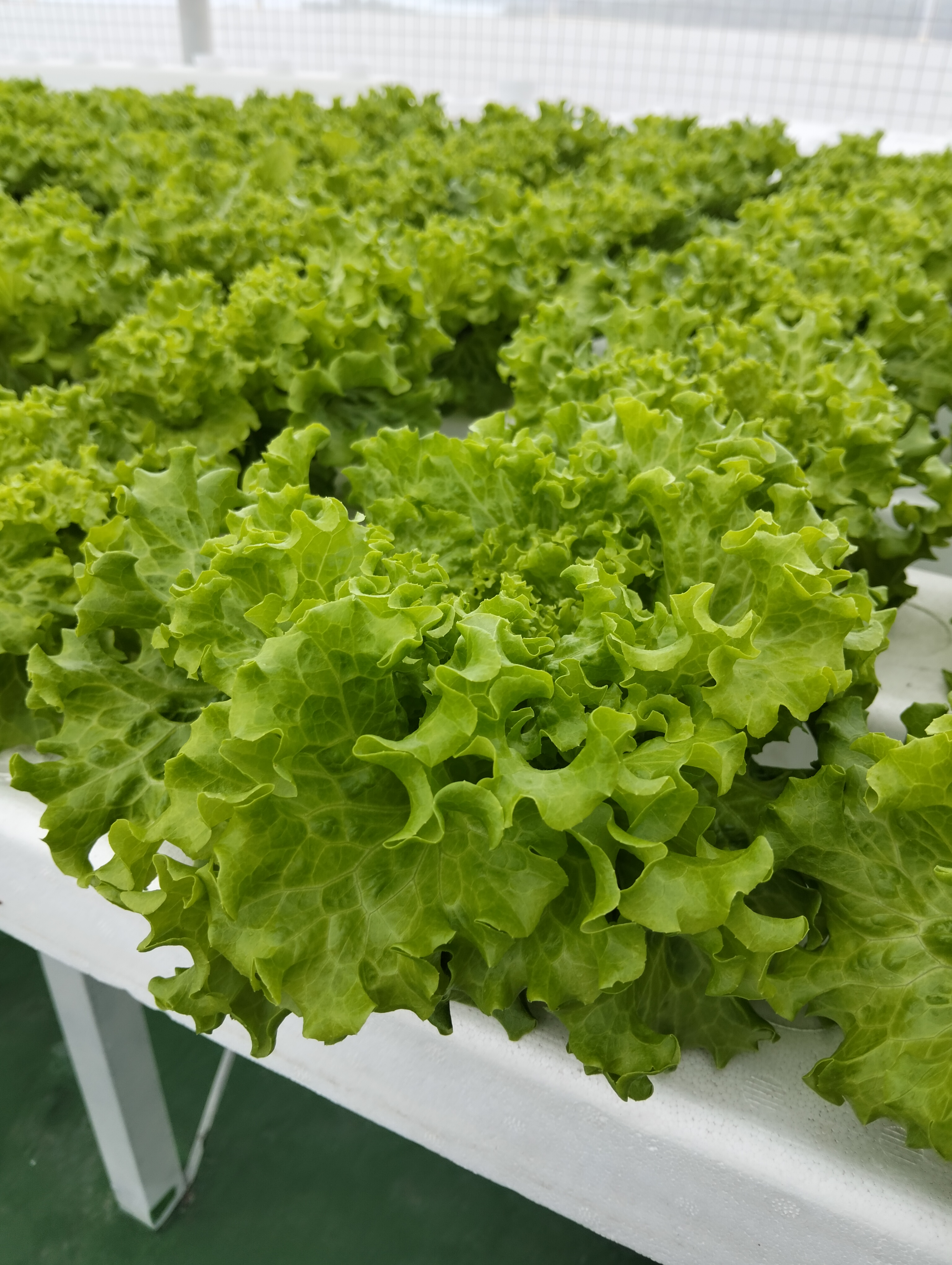 1kg Lettuce